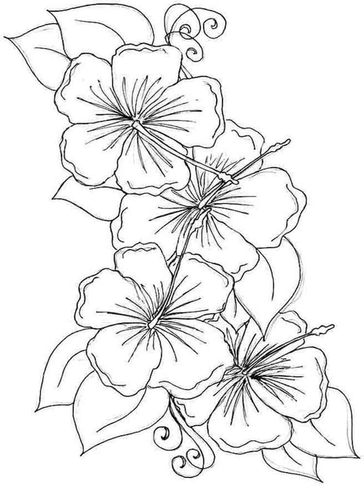Coloring Pages Hibiscus Coloring Pages For Kids
