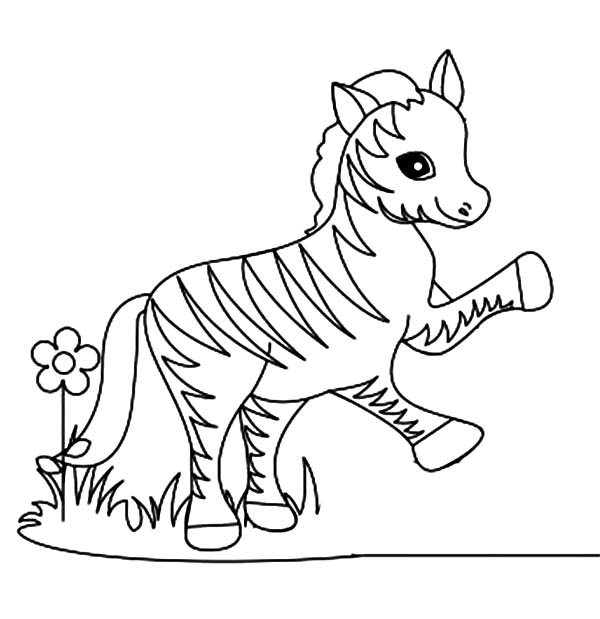 Coloring Pages Zebraoloring Sheet Pages Free Giraffe Baby Page