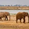 African elephants use unique calls to identify each other, much like