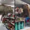 Thailand Elephant goes viral after calm grocery store raid near Khao