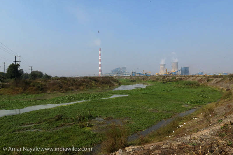 Industrial hub or Biodiversity trove? What is your choice!