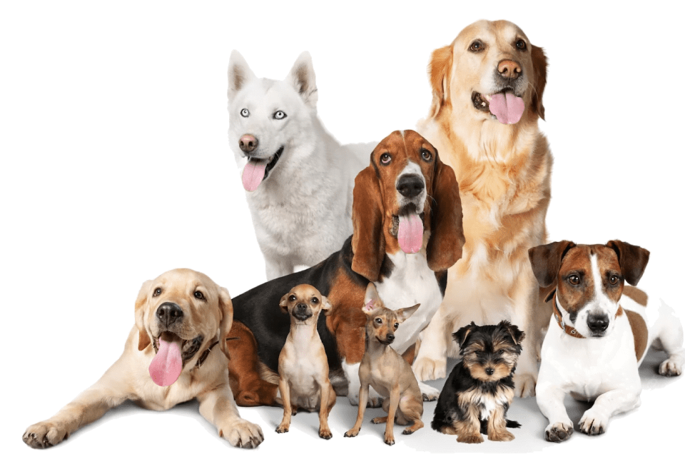 What Makes a HighQuality Dog Dental Health Bone? Indigenous Pets