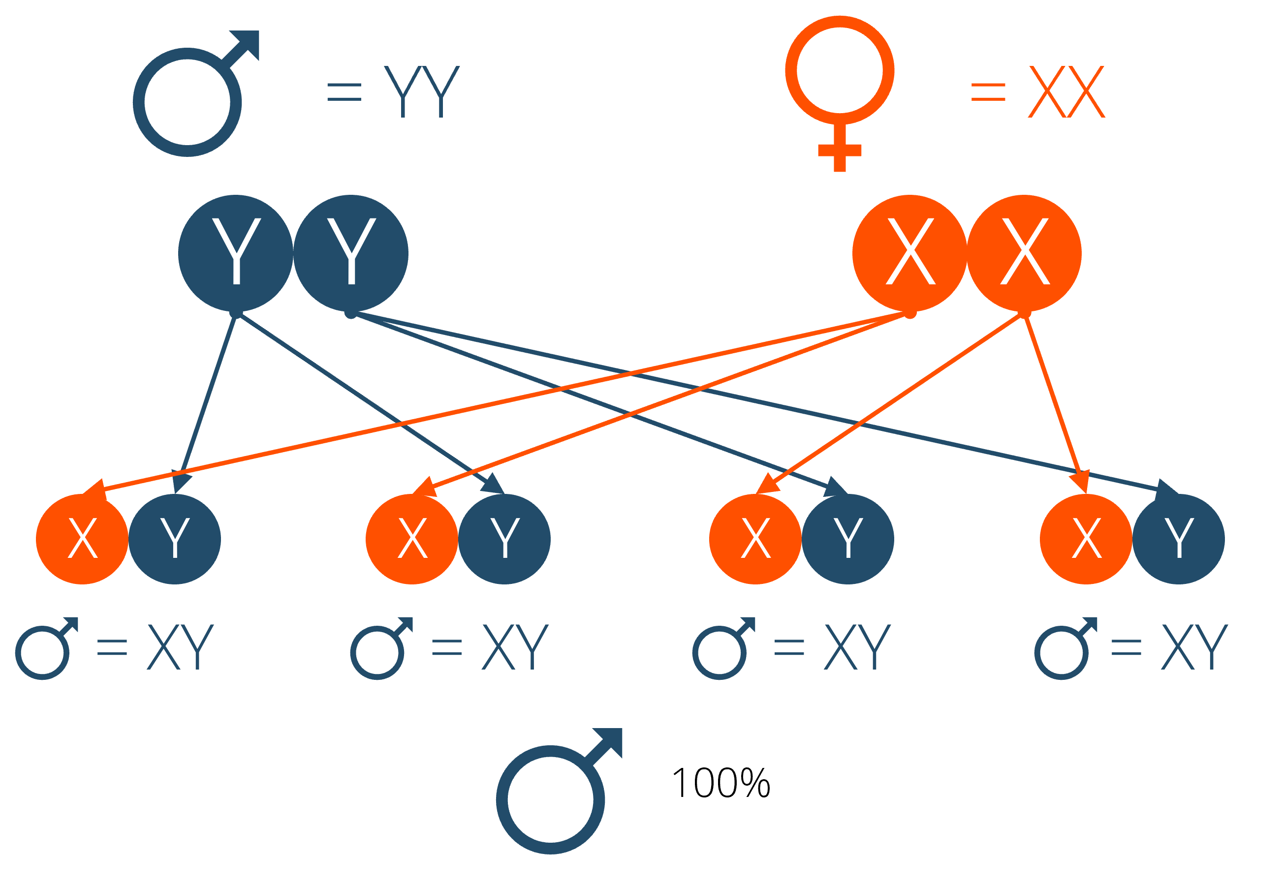 The power of YY SuperTilapia Home of YY technology
