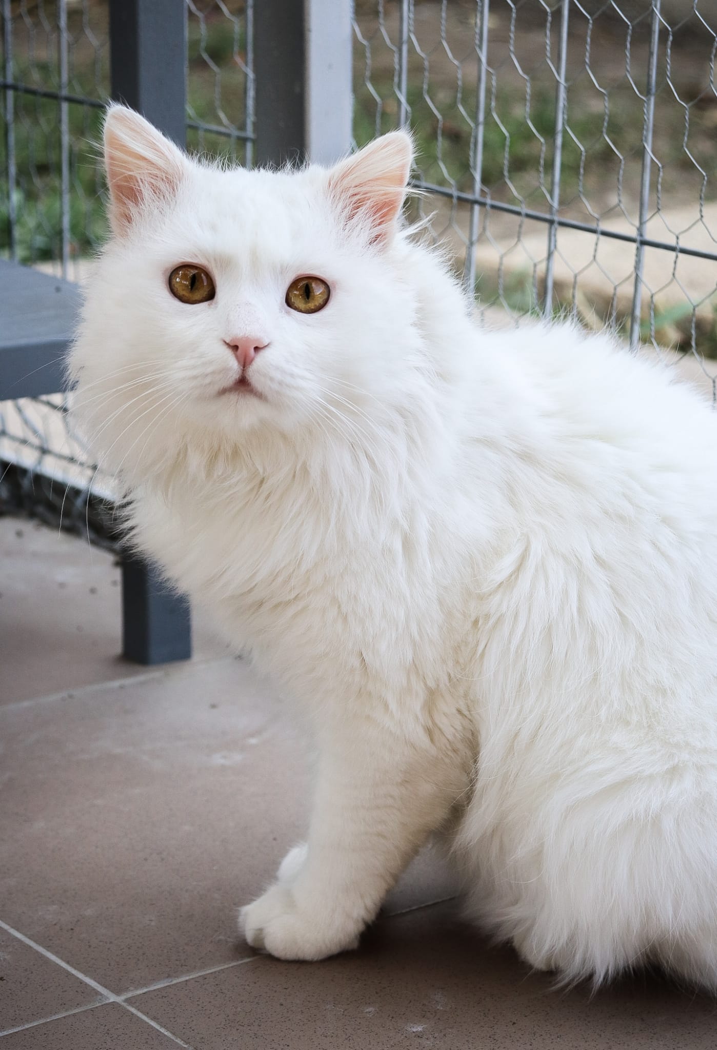 Cats available for adoption Indoor Cats London