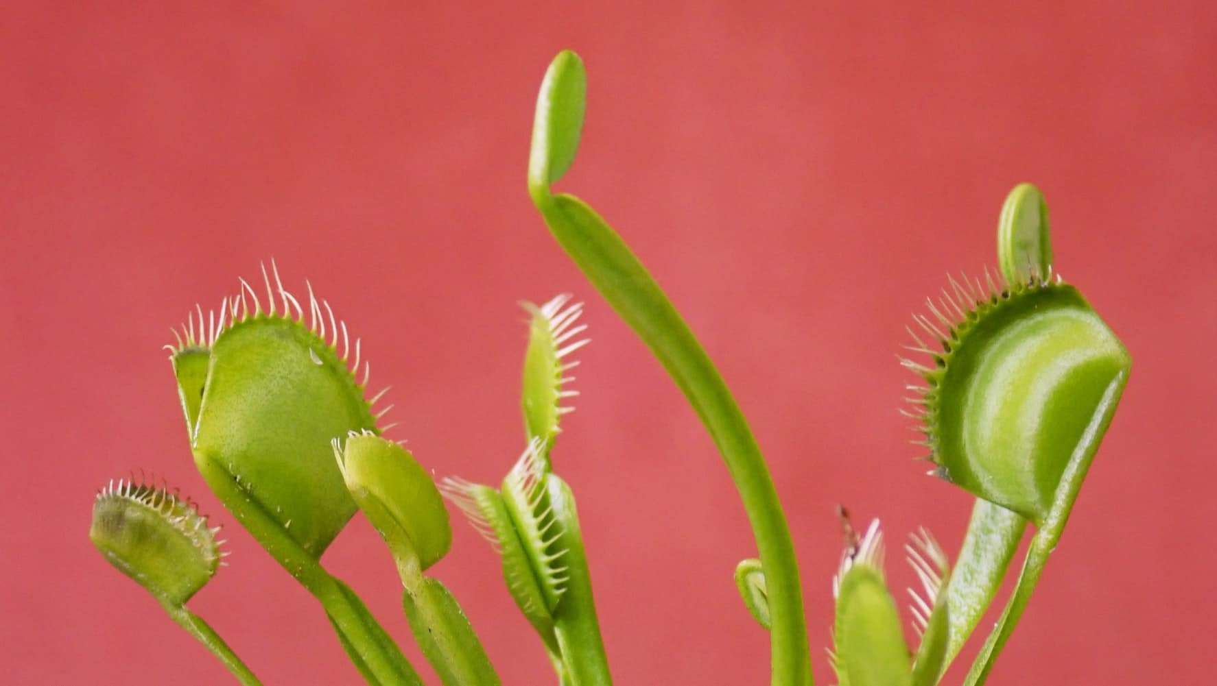 How to Care For a Venus Flytrap Indoor Plant Guides