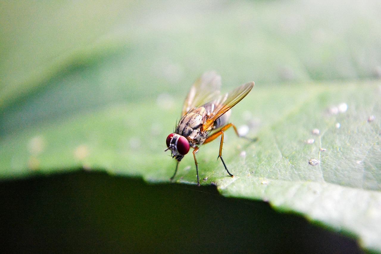 How To Get Rid Of Flies In Your House Plants Naturally