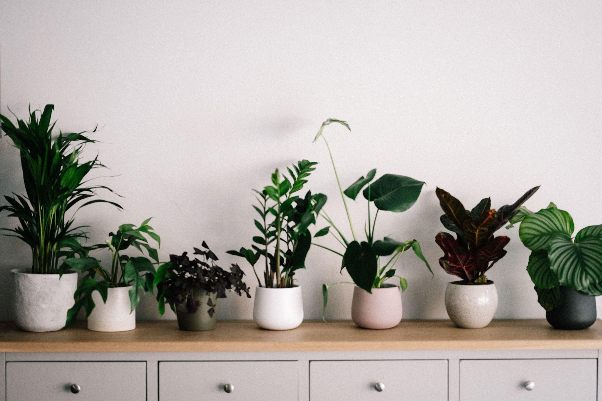 A Beginner’s Guide To Indoor Plants
