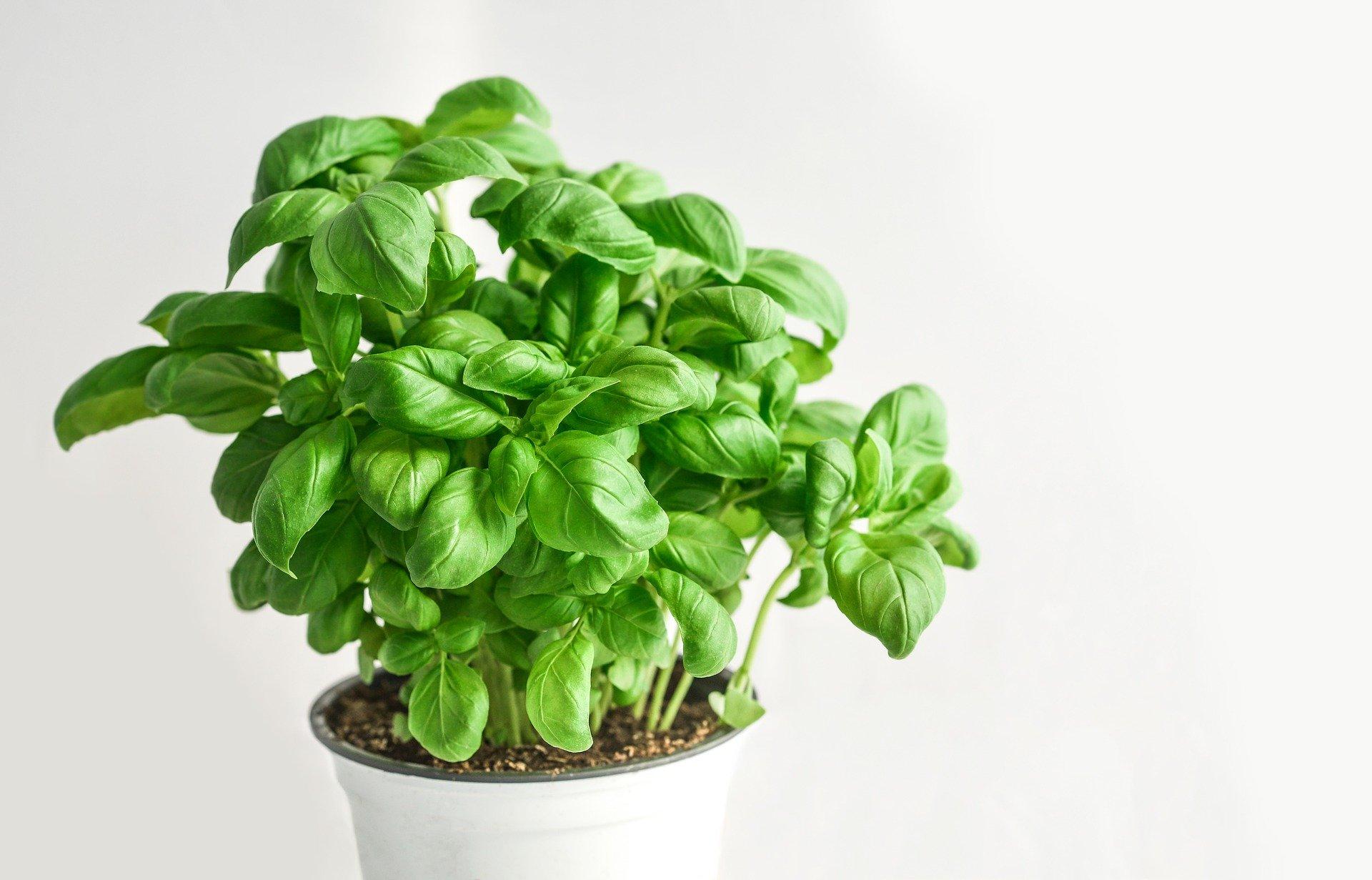 The 7 Best Indoor Plants For A Better Mood