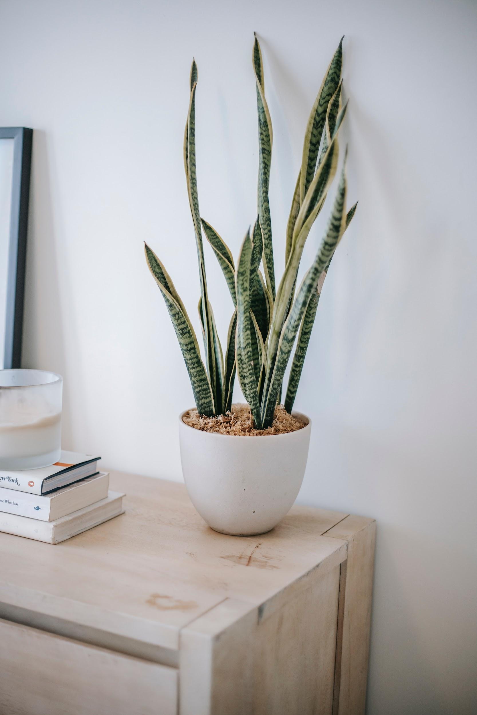 Snake Plant The Ultimate Guide