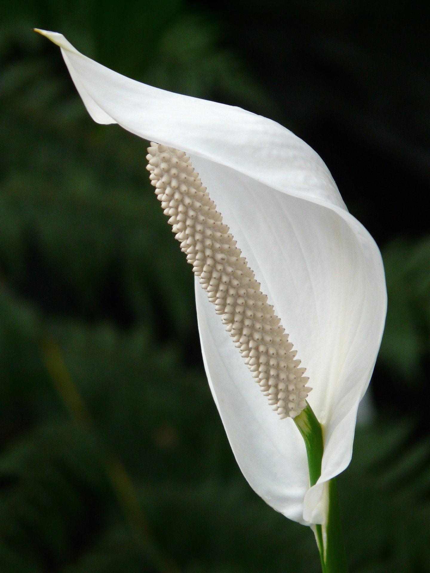 Peace Lily The Ultimate Guide