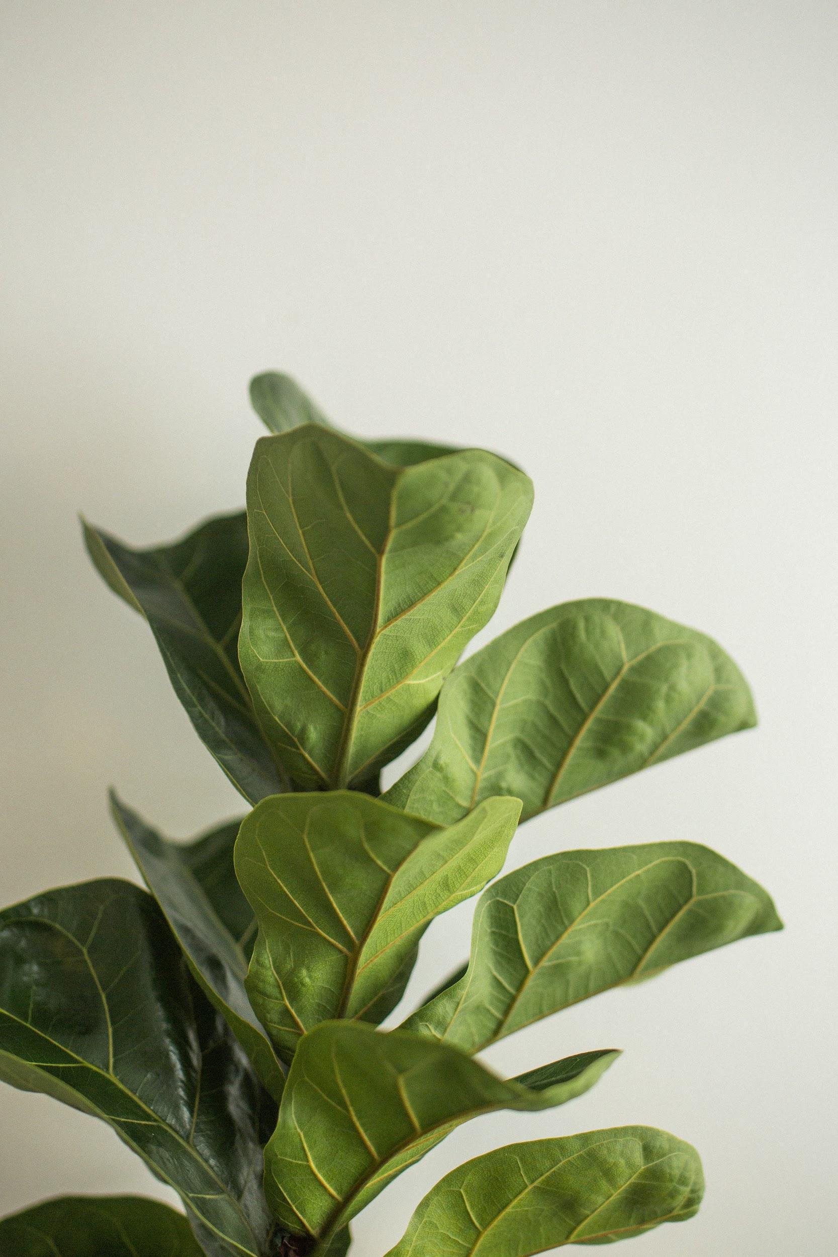 Fiddle Leaf Fig The Ultimate Guide