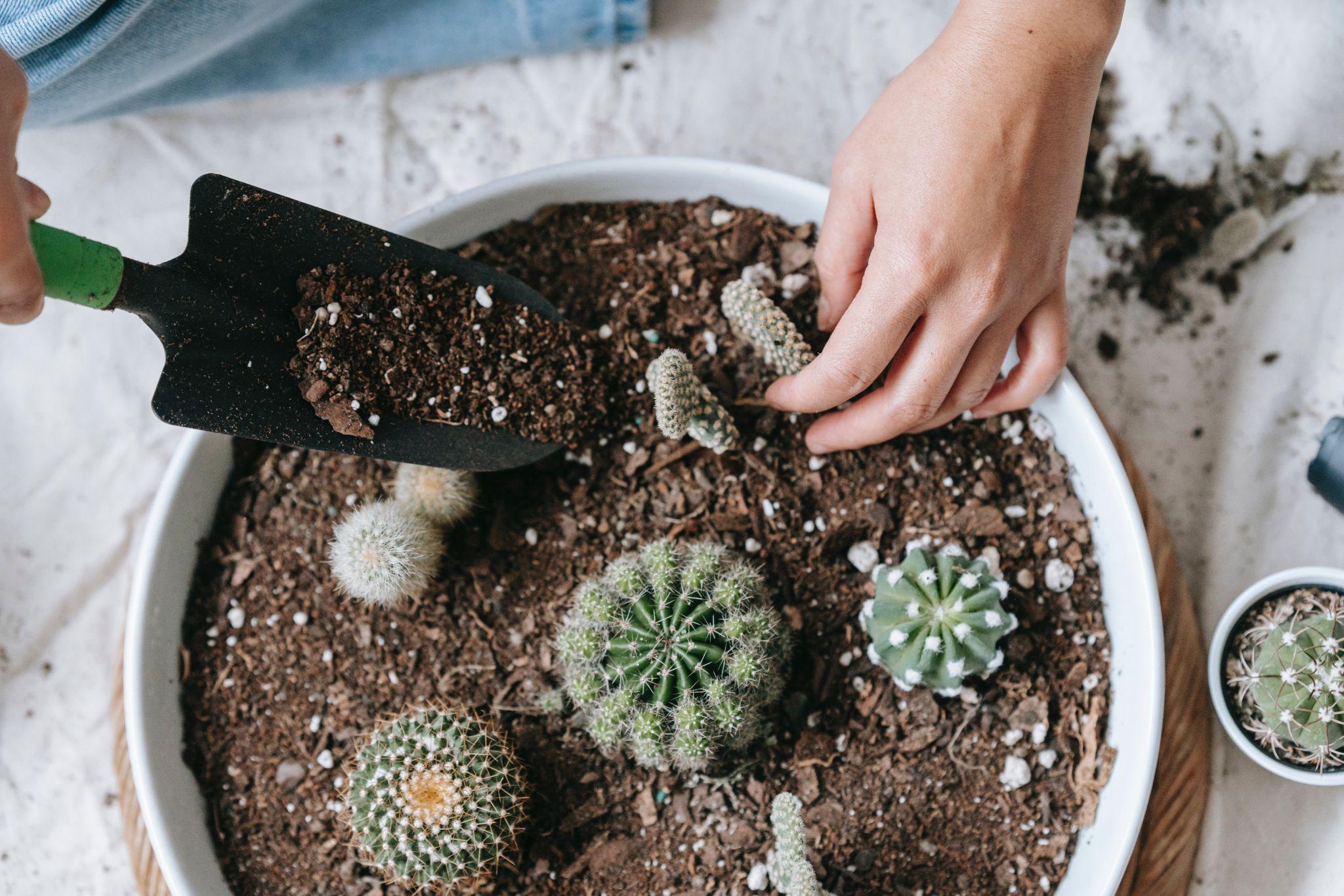 How To Pick The Perfect Soil For Your Indoor Plants