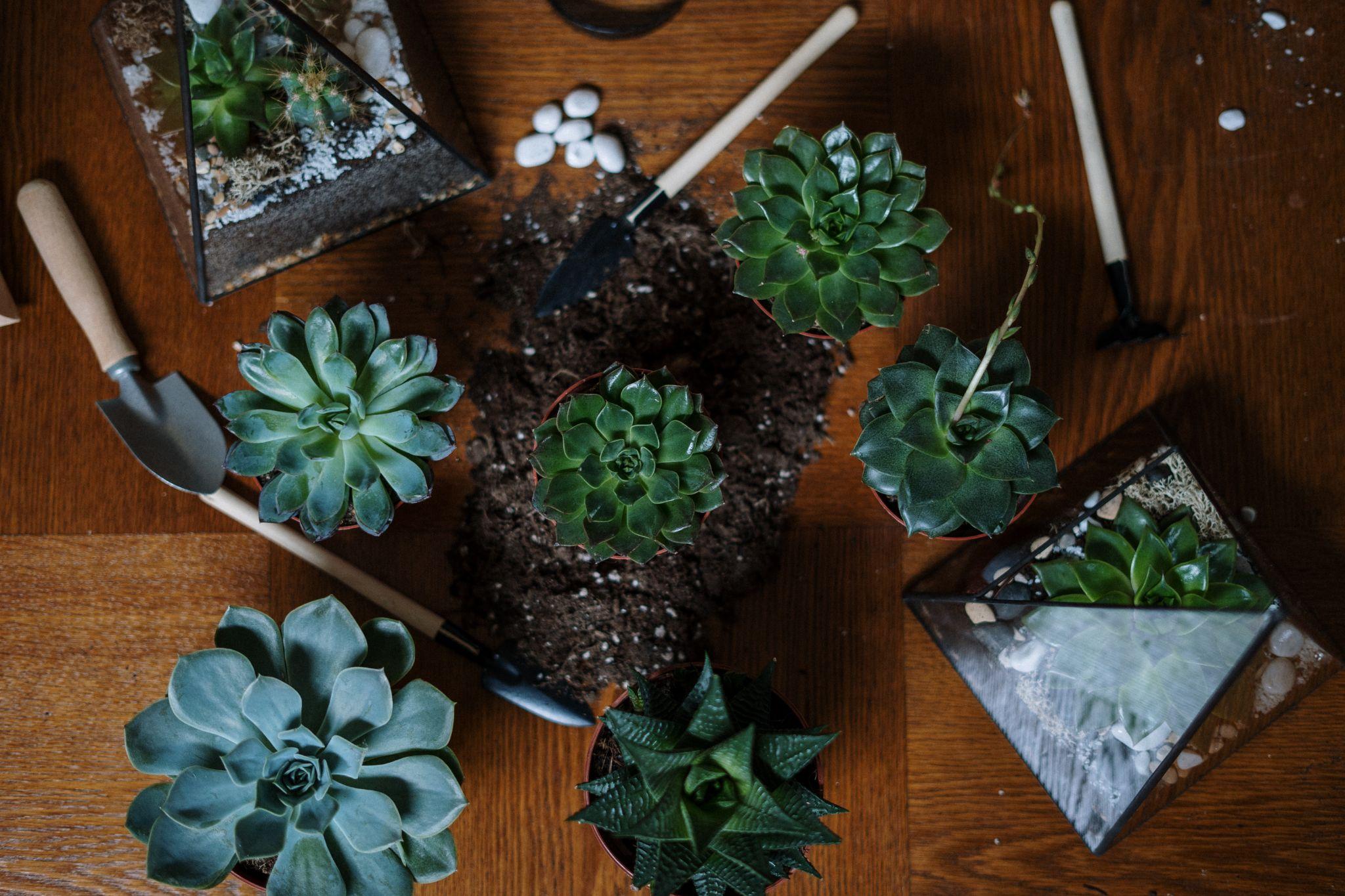How To Pick The Perfect Soil For Your Indoor Plants