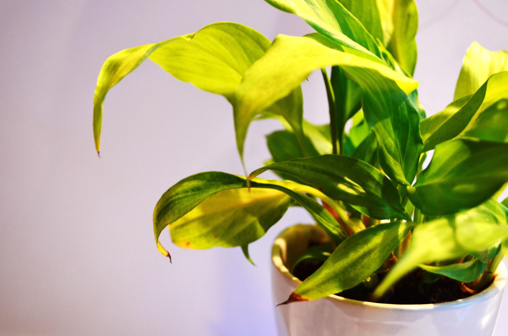 How To Shine Leaves On Indoor Plants