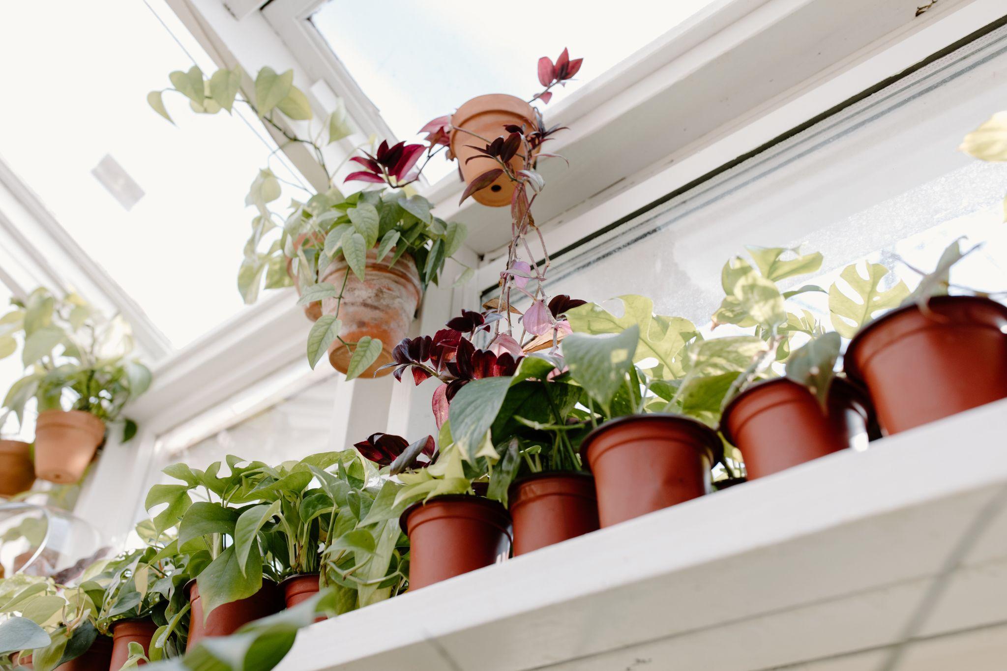 How To Keep Birds From Nesting In Your Potted Plants