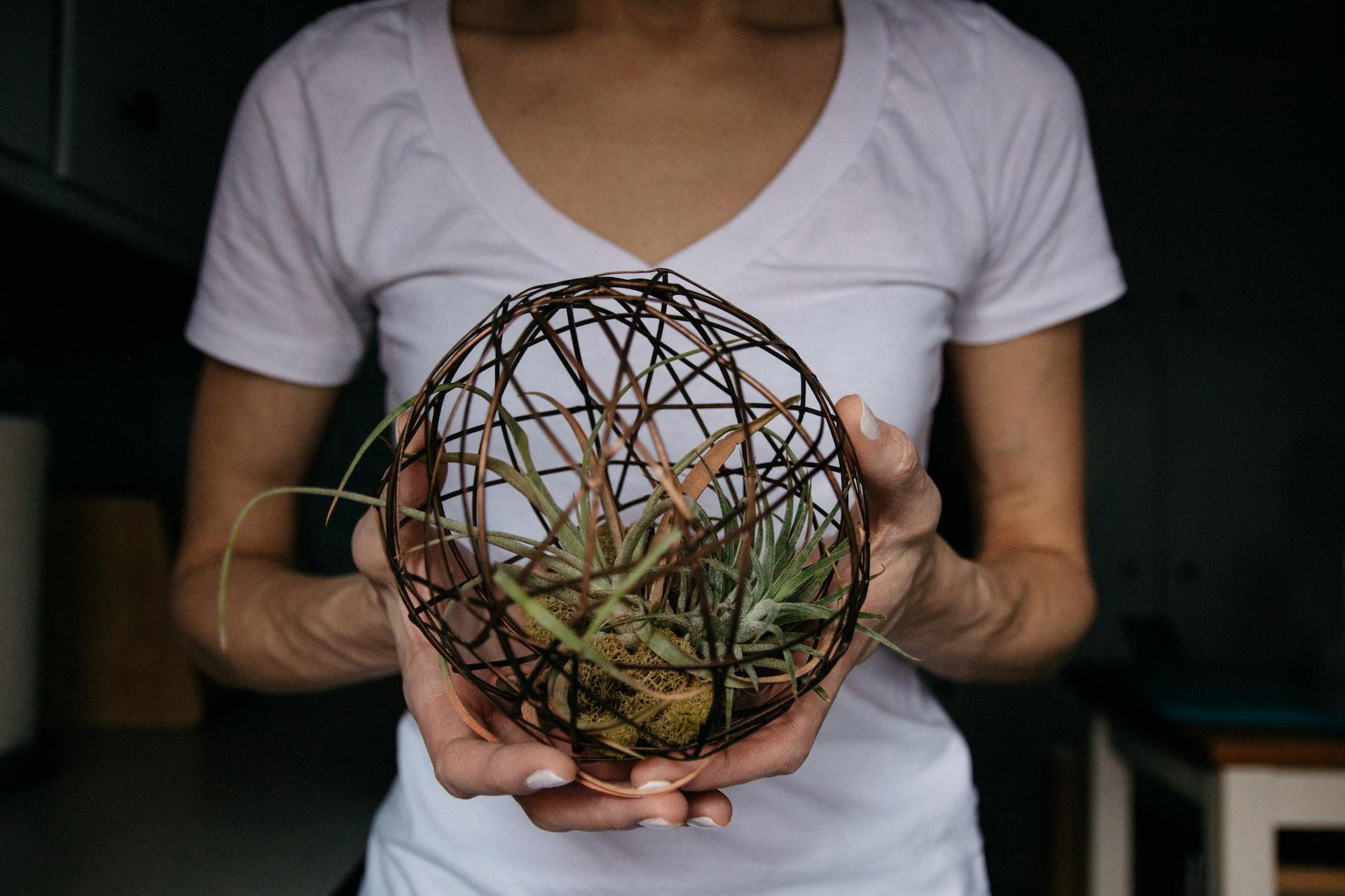 Everything You Need To Know About Air Plants