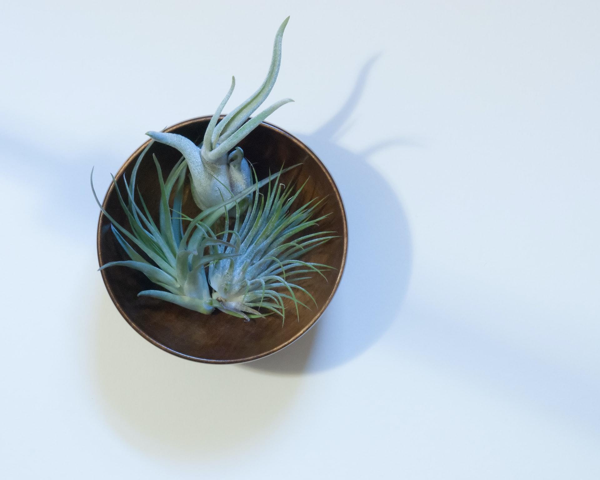 Everything You Need To Know About Air Plants