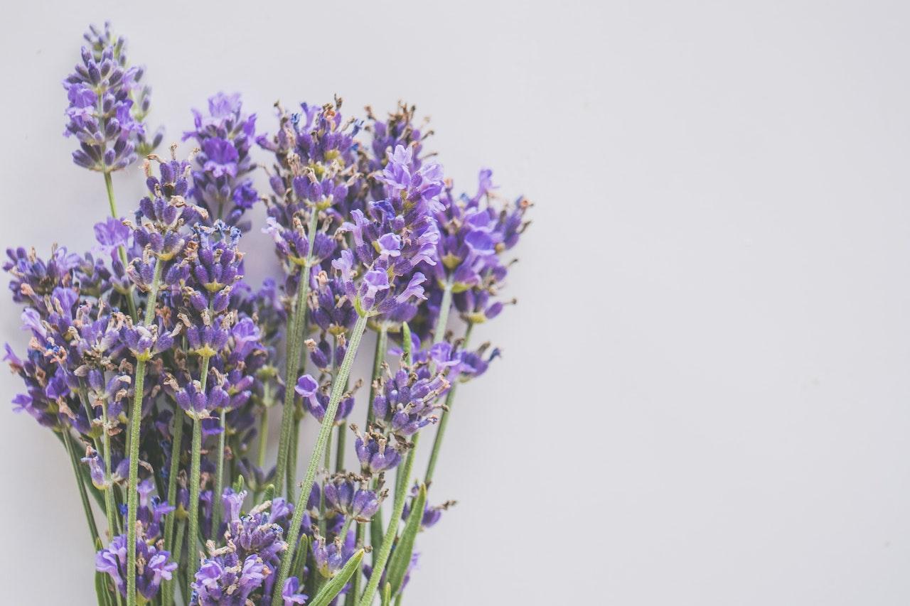 The Best Way To Care For Your Lavender Plants