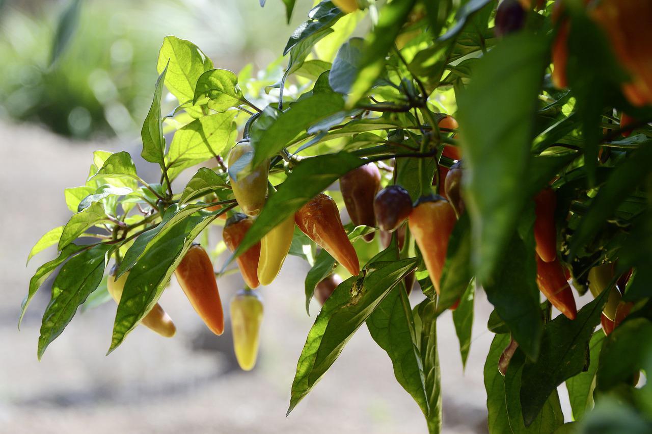 Jalapeno Plants In Pots How Much Water Do They Need