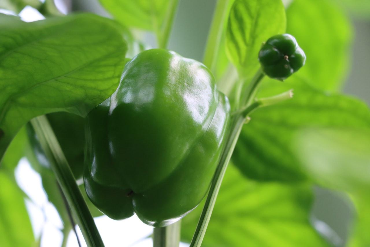 6 Tips For Caring For Your Bell Pepper Plant