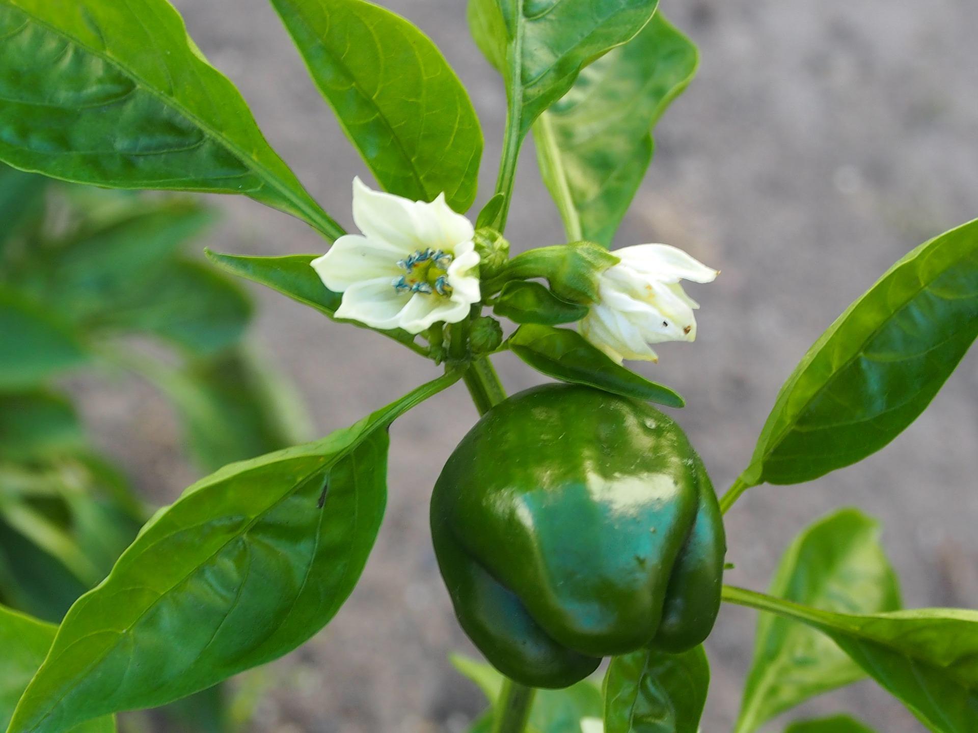 6 Tips For Caring For Your Bell Pepper Plant