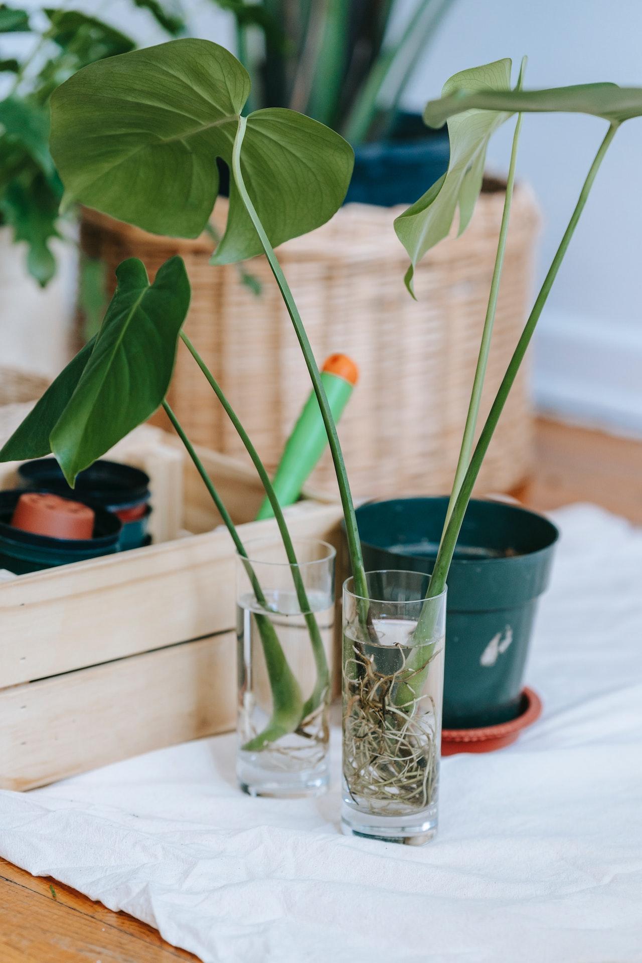 3 Easy Ways To Water Your Indoor Plants Without Making A Mess