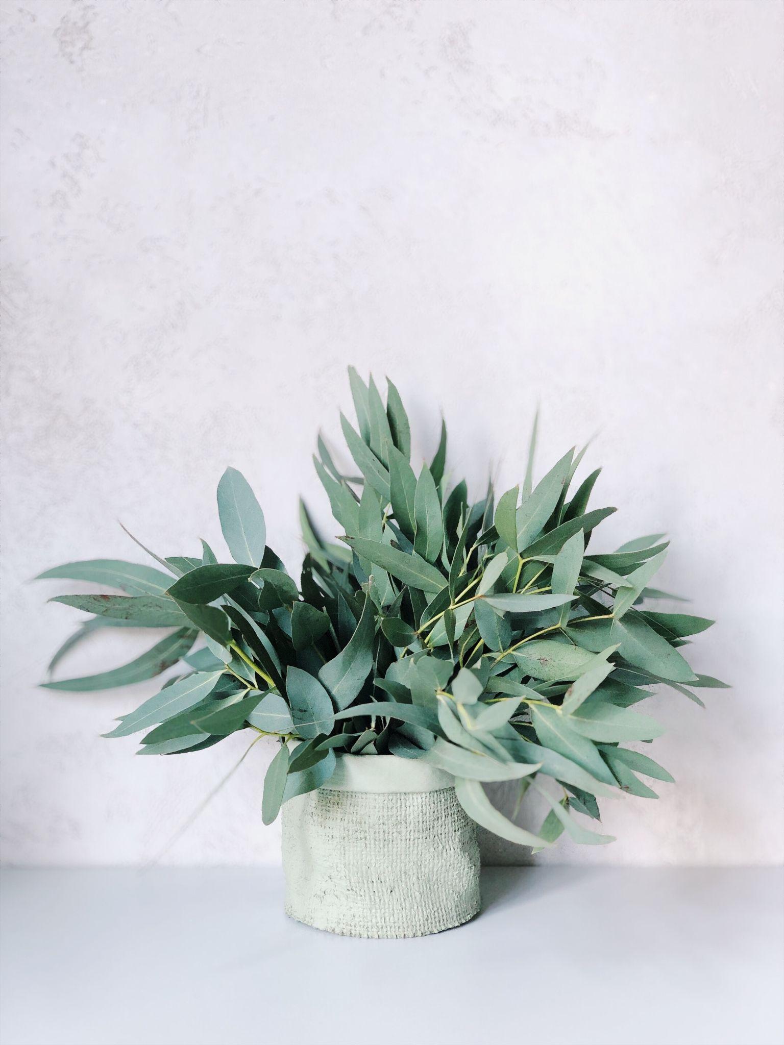 Top 10 Indoor Plants To Buy At Home Depot