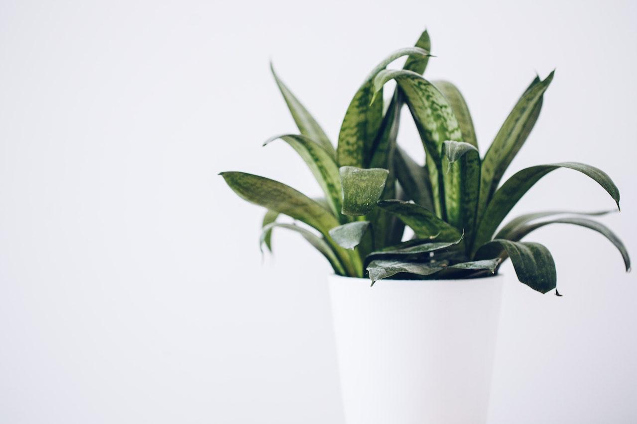 Top 10 Indoor Plants To Buy At Home Depot