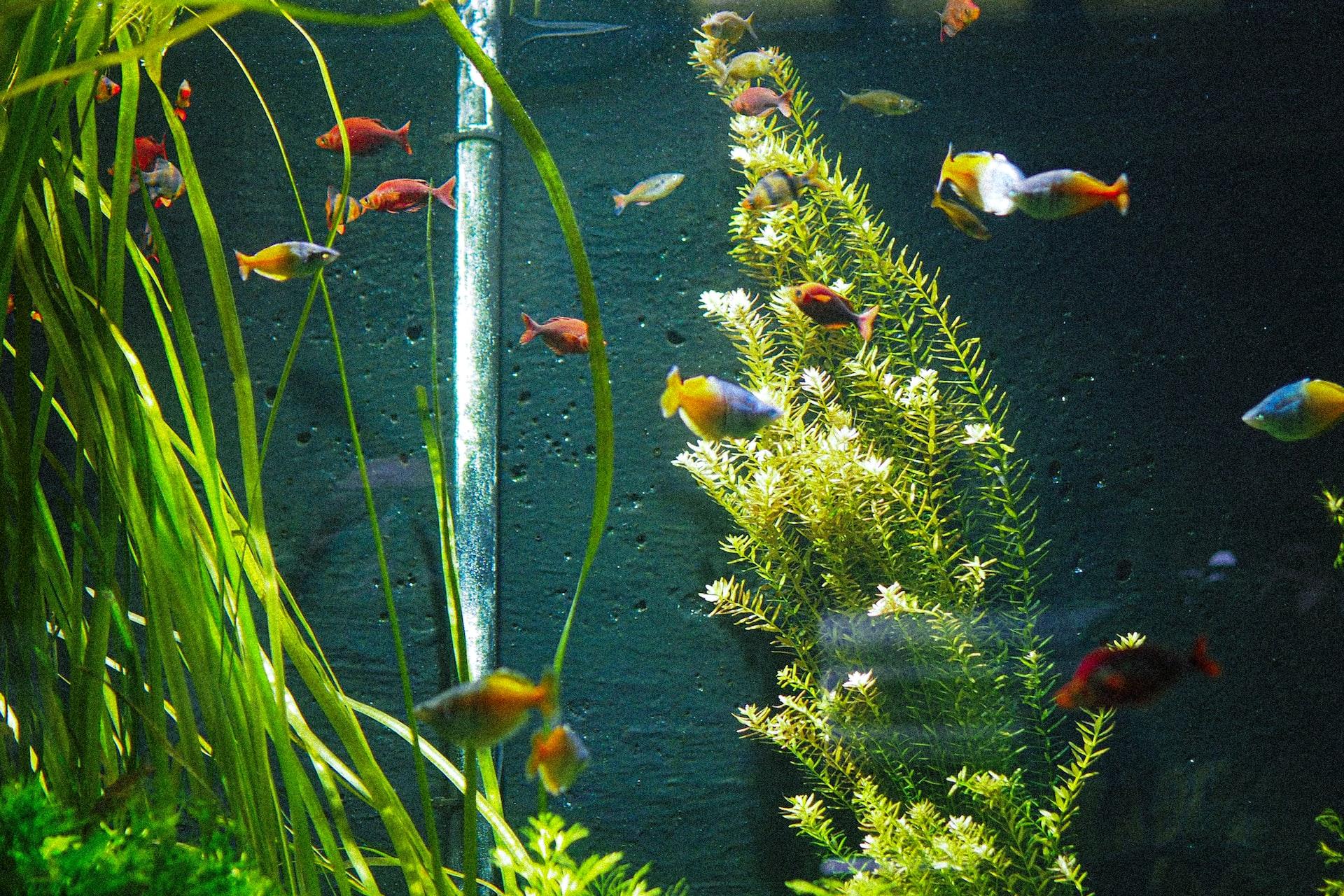 Clean Your Aquarium Plants And Keep Your Fish Healthy [2022]