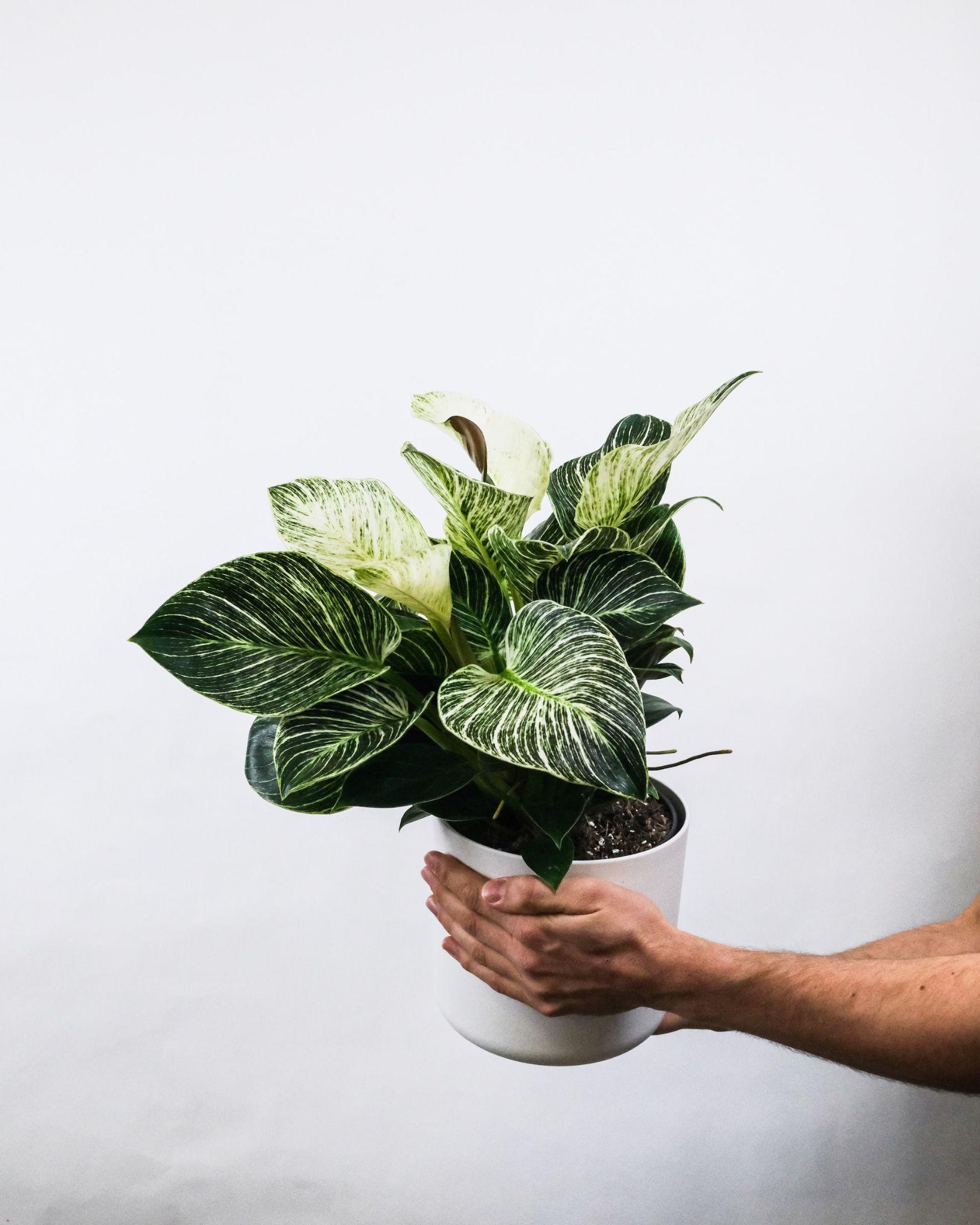 12 OxygenRich Houseplants That Will Cleanse Your Home
