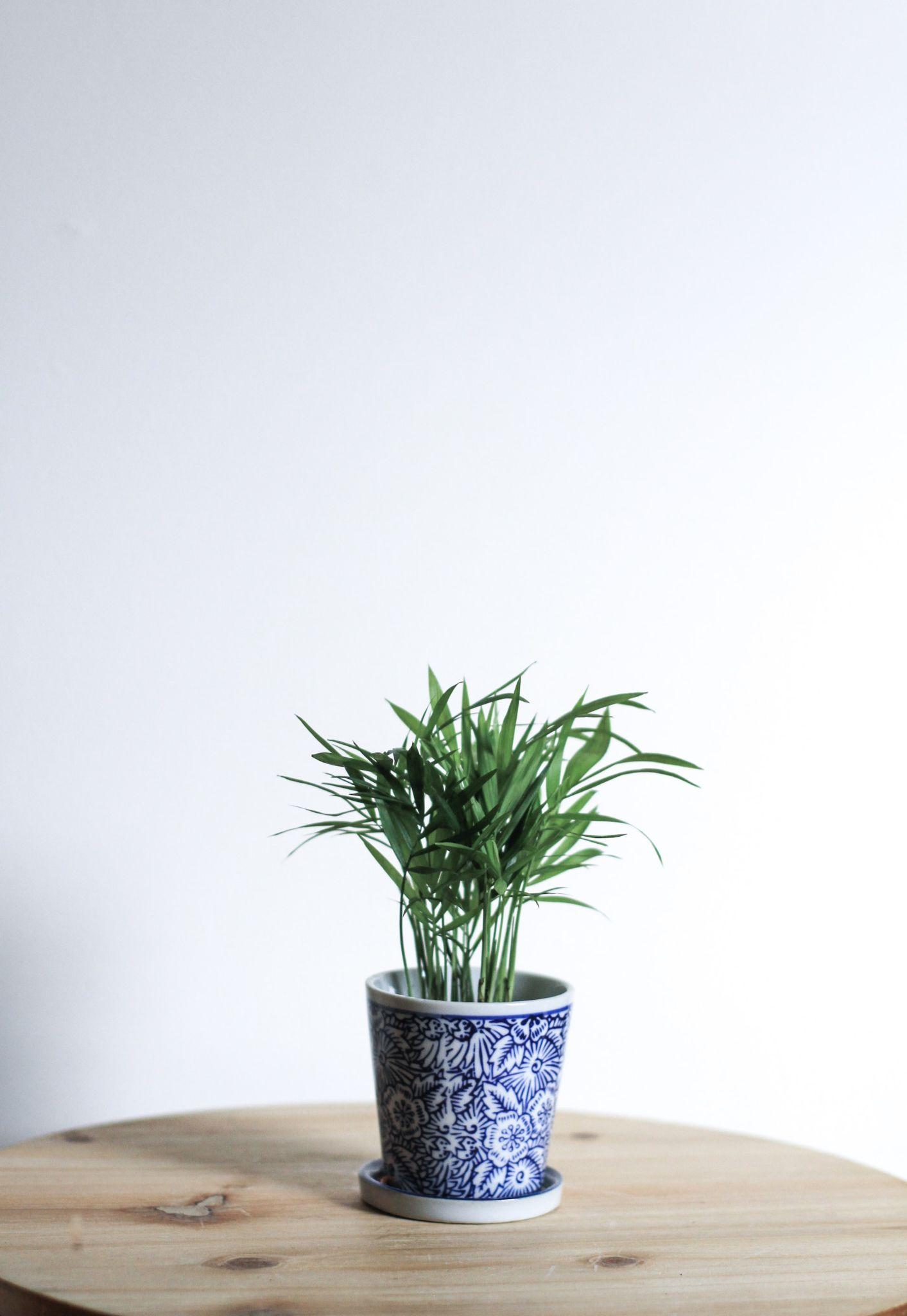 12 OxygenRich Houseplants That Will Cleanse Your Home