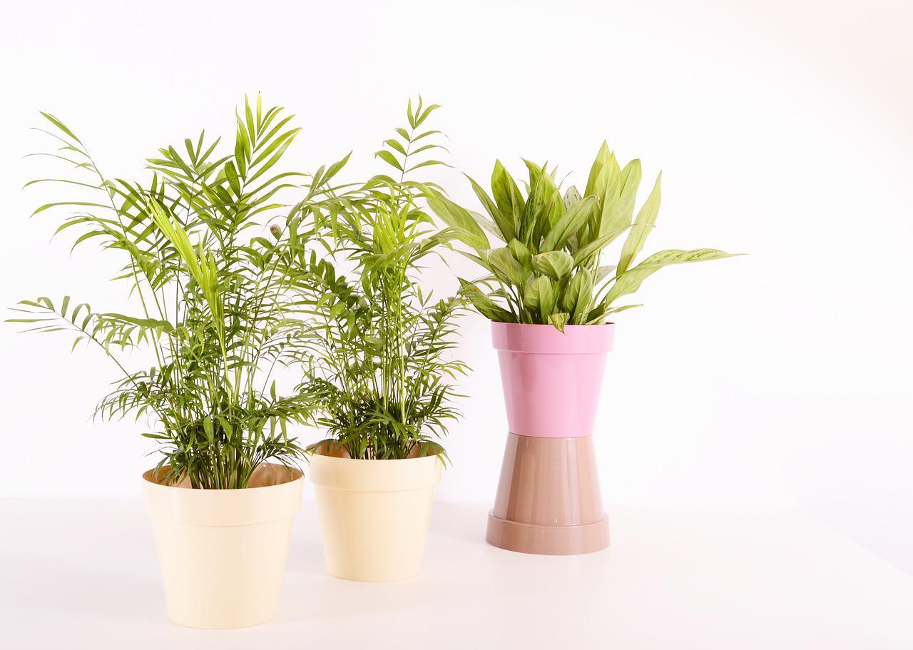 12 OxygenRich Houseplants That Will Cleanse Your Home
