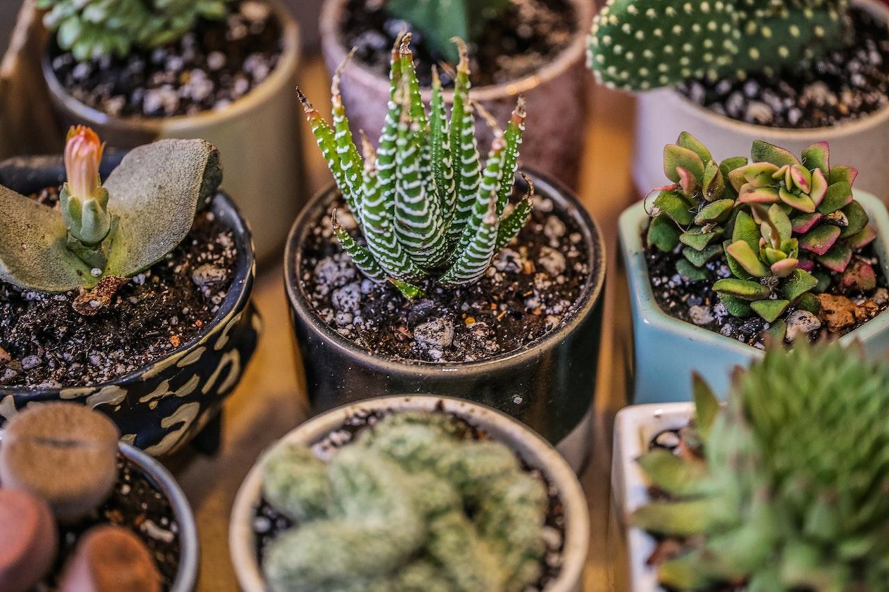 Using Clay Pebbles For Houseplants The Ultimate Guide
