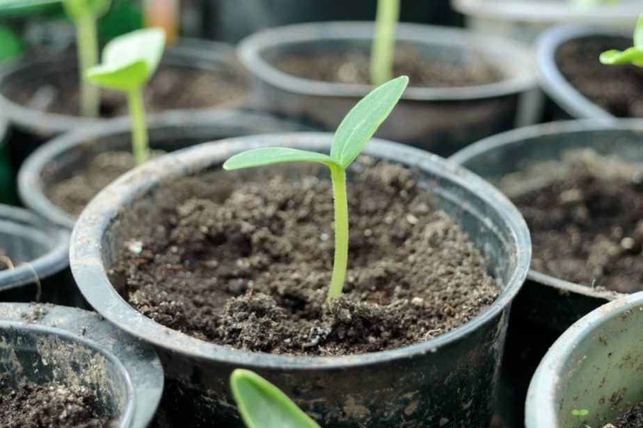 How to Grow Cucumbers Indoors (Quick Start Guide) Indoor Plants for