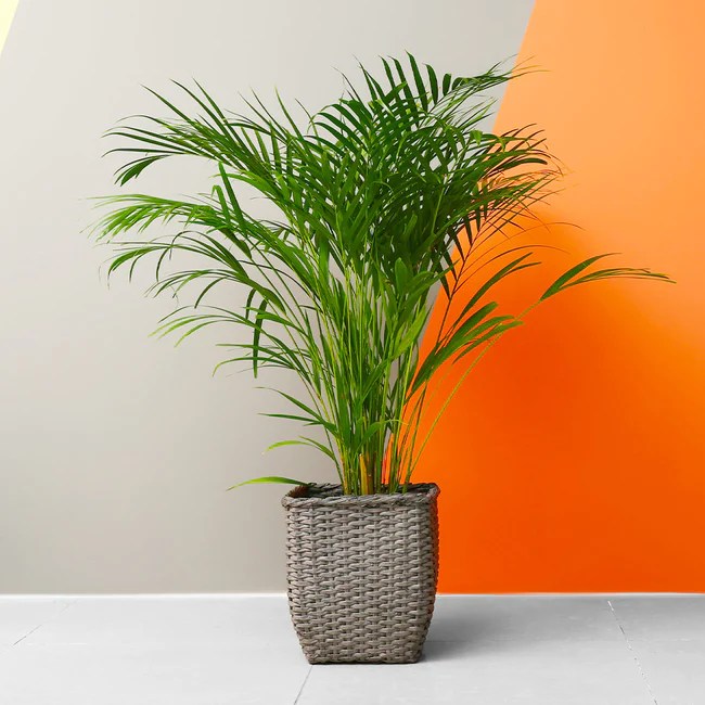 Areca Palm Care Indoors 7 Essential Tips For Dypsis lutescens
