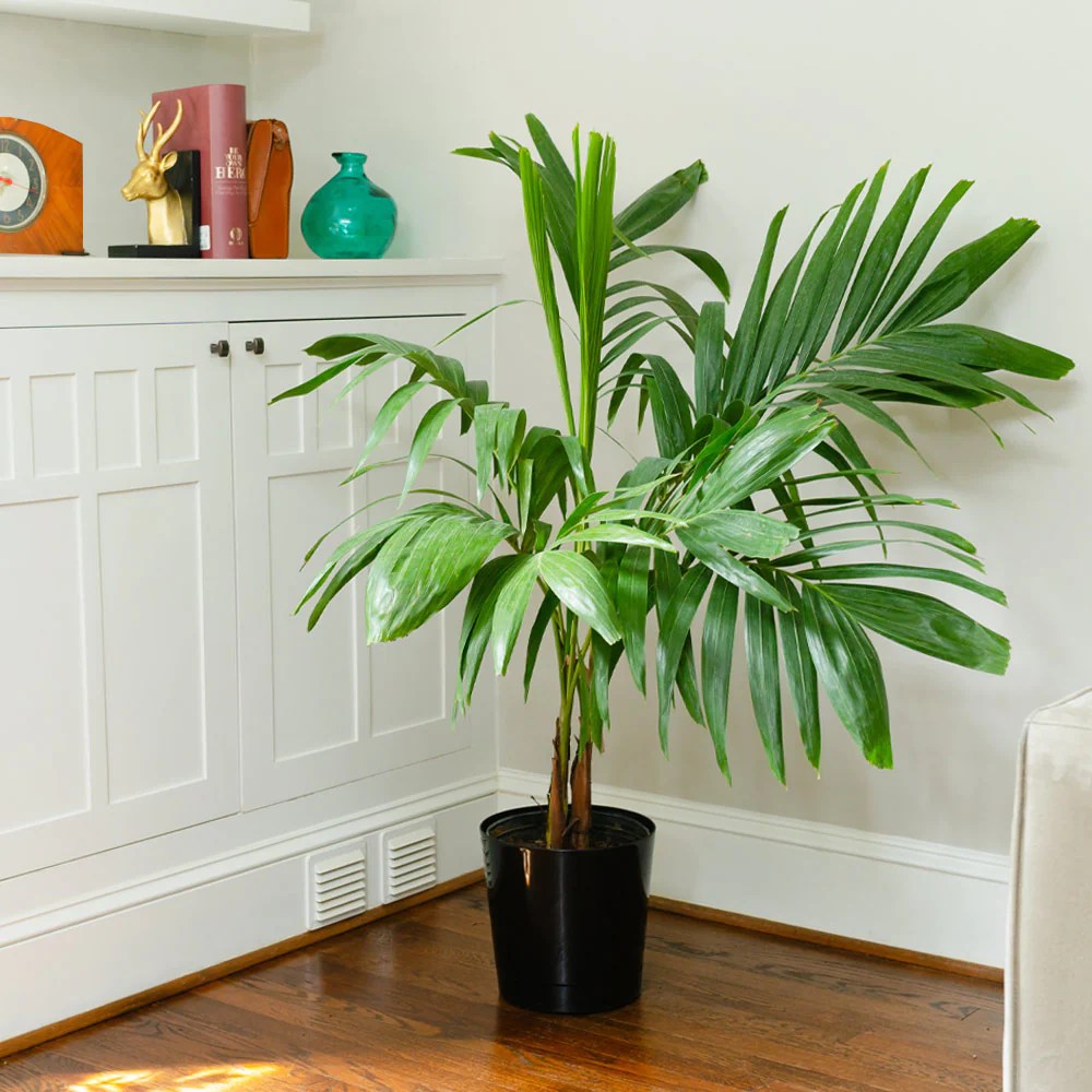 Christmas Palm Indoors 5 Easy Adonidia Merrillii Care Tips