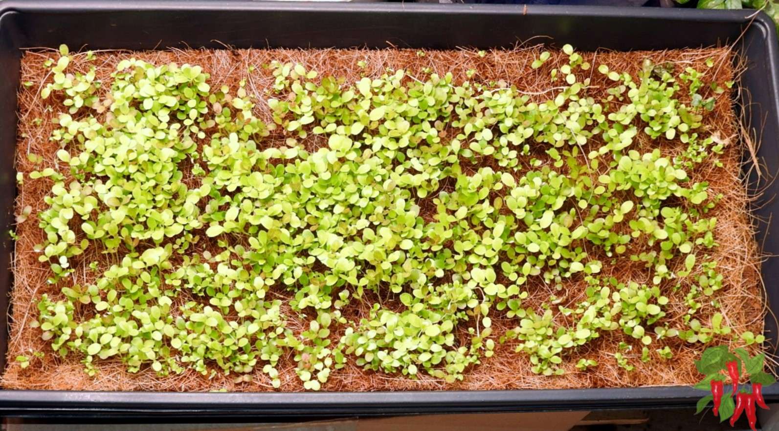 Best Microgreen Trays (Growing Microgreens At Home)