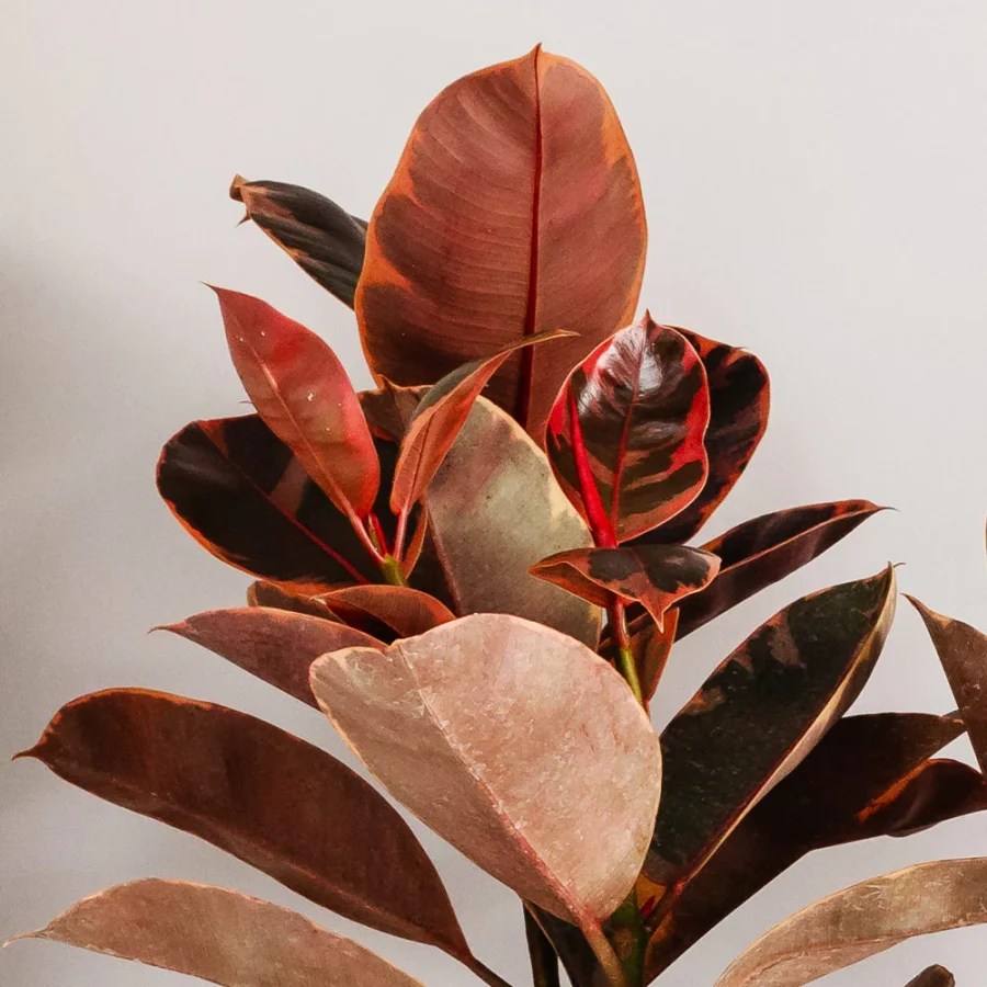 Rubber Plant Care Indoors 11 Best Care Tips For Beginners