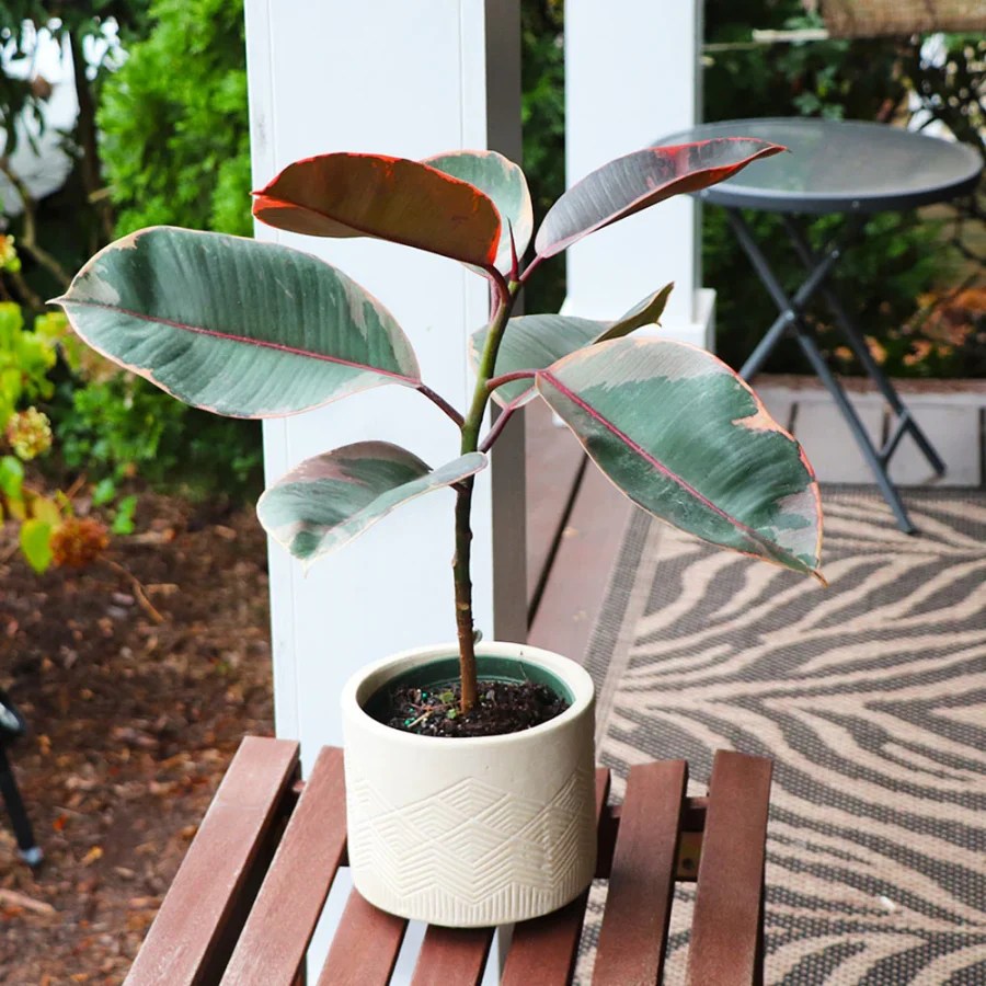 Rubber Plant Care Indoors 11 Best Care Tips For Beginners