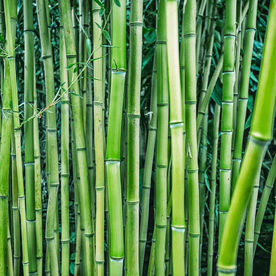 Multiplex Bamboo Indoors Or Outdoors 11 Easy Growth Tips