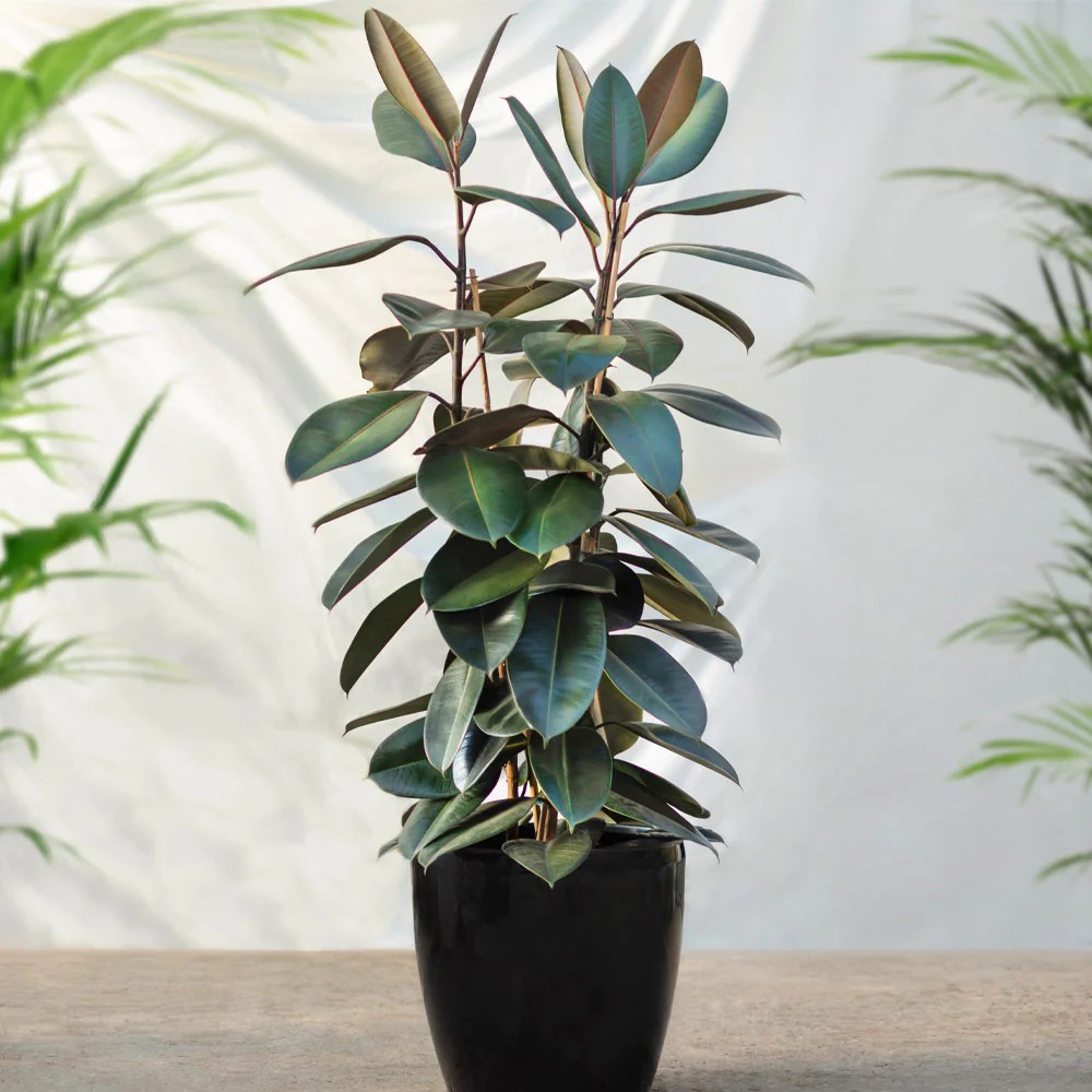 Rubber Plant Care Indoors 11 Best Care Tips For Beginners