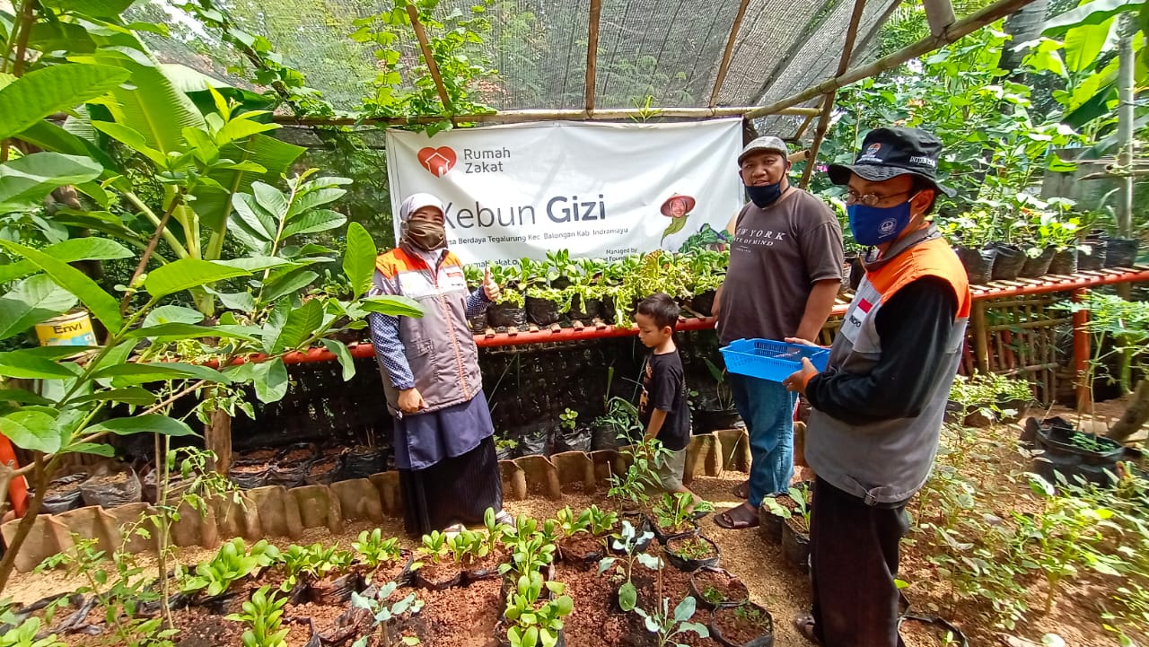 Bagaimana Perbedaan Tanaman Padi Dengan Teh Dilihat Dari Letak