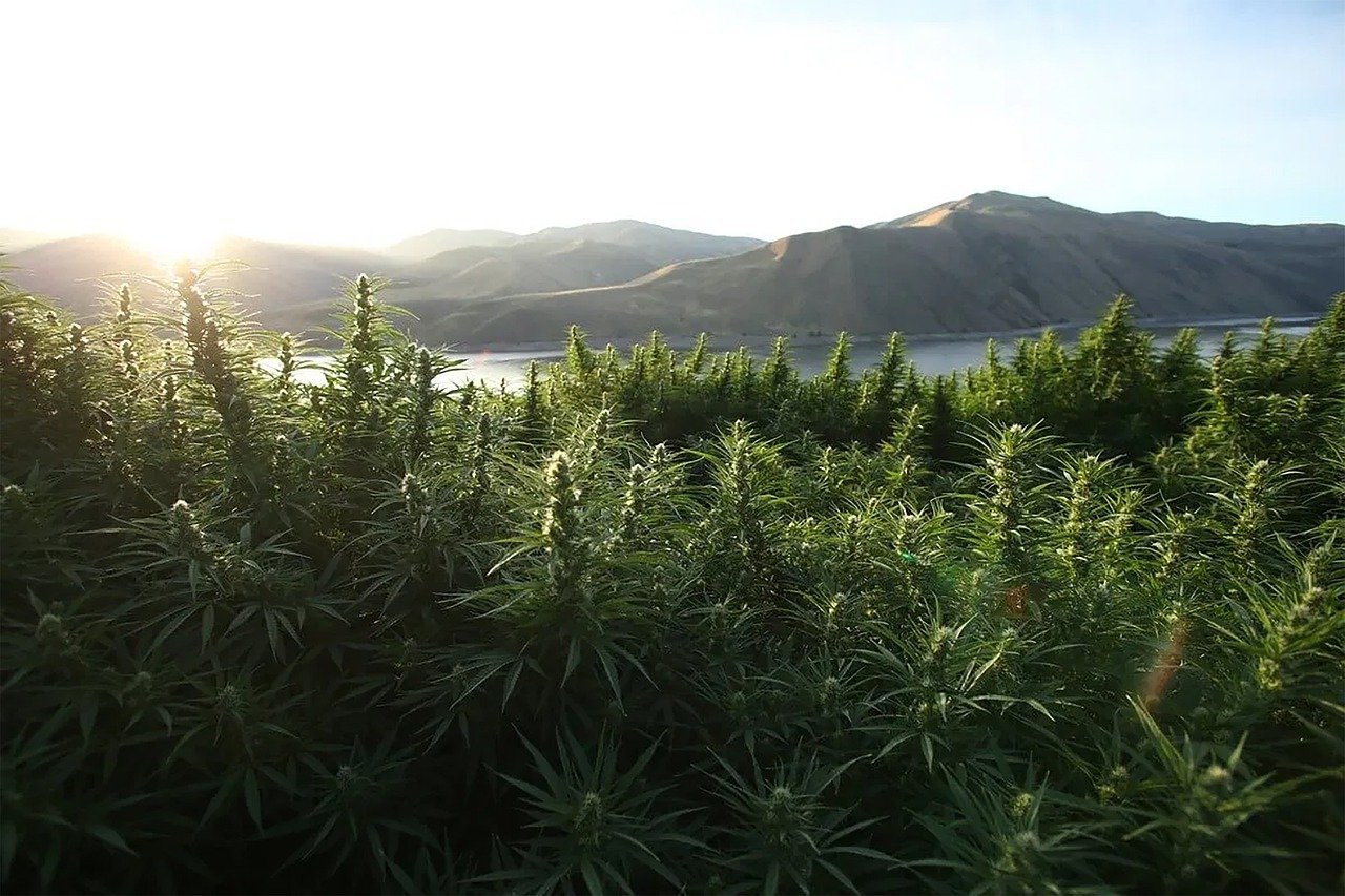 How To Start Your Hemp Farm from Scratch? Industry Tap
