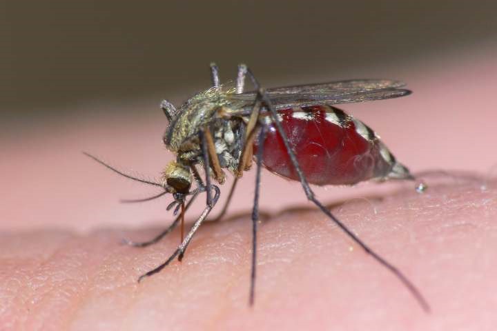 Alimenta tu curiosidad. Entérate De que se alimentan los Mosquitos