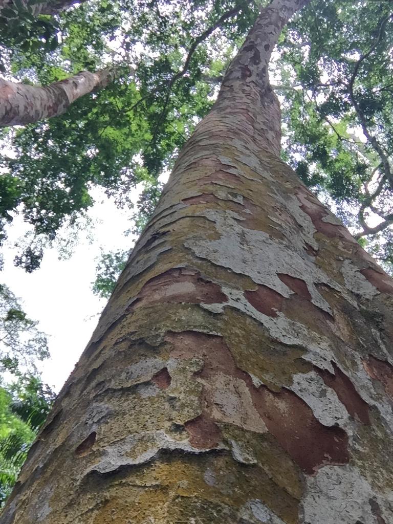 NGO To Train 1,000 Farmers On The African Teak Conservation Institute