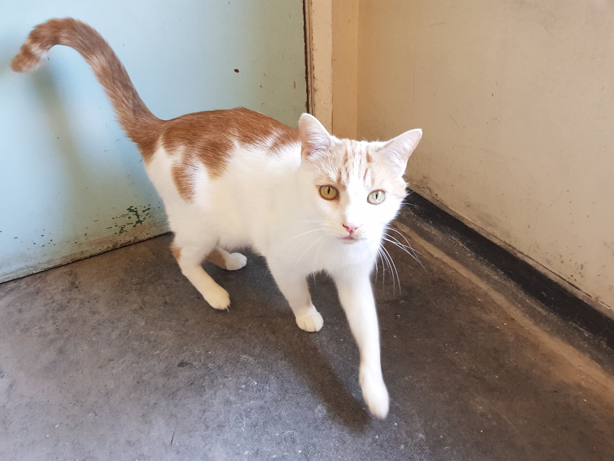 314 Ginger and White DSH cat I Need a Home