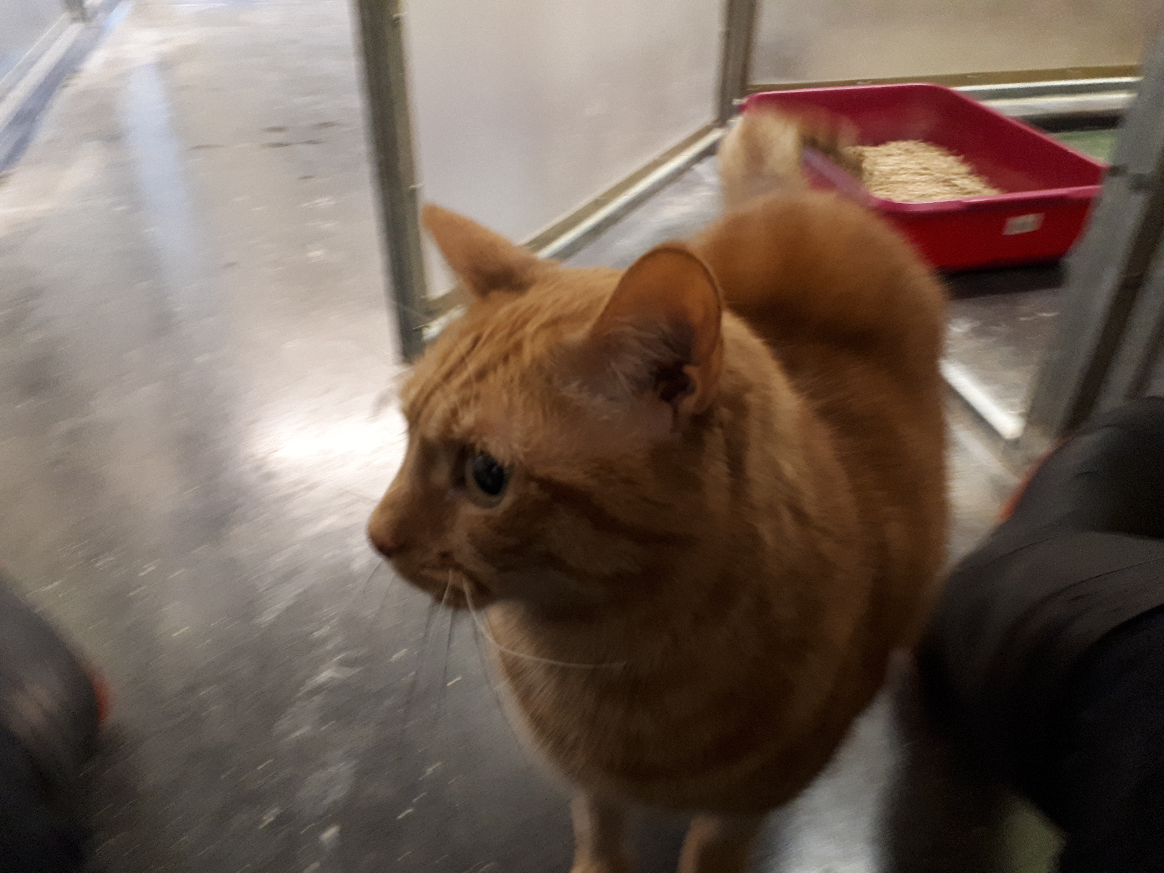 325 Big Eyed Ginger male cat I Need a Home