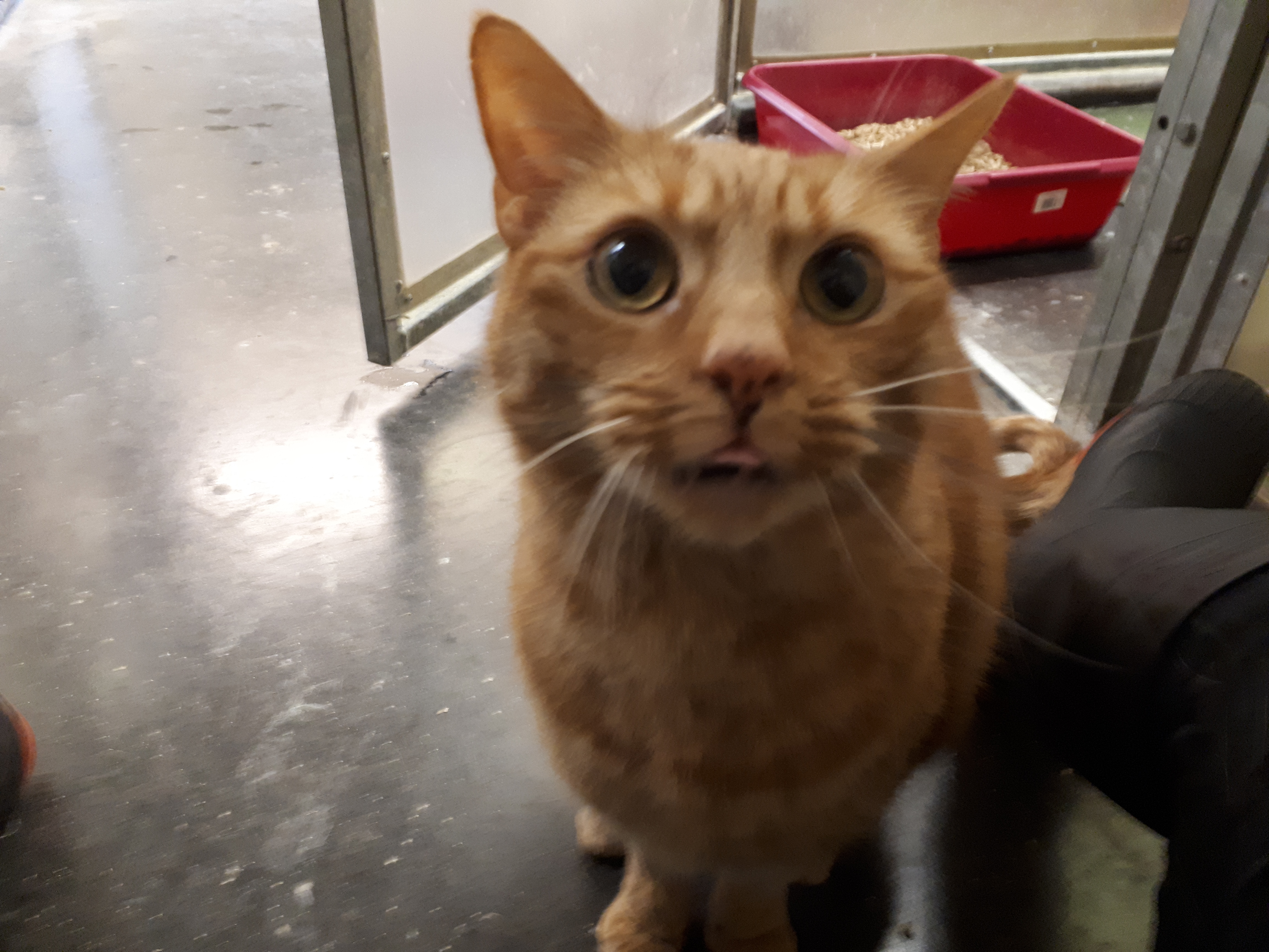 325 Big Eyed Ginger male cat I Need a Home