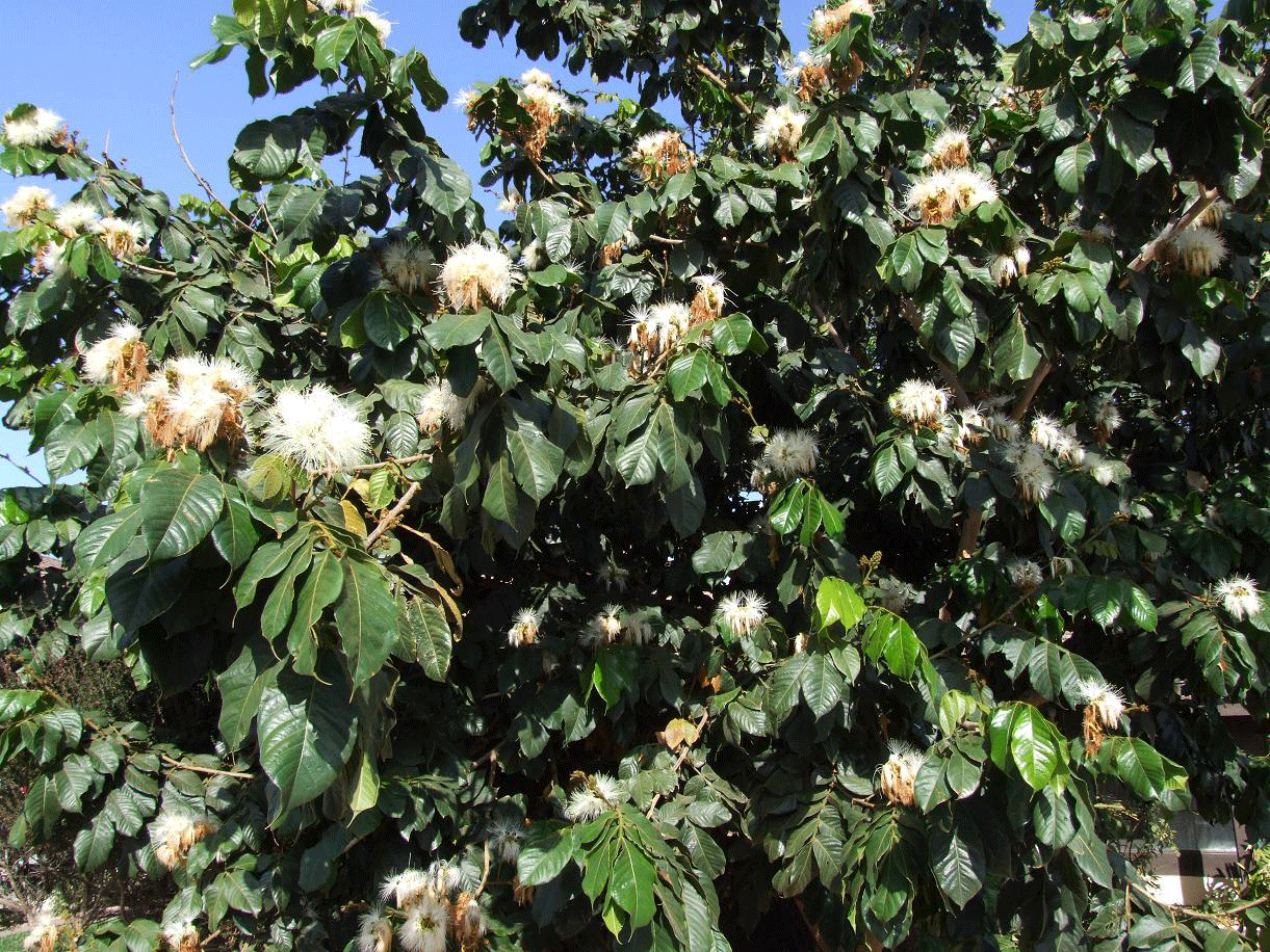 FARMSIce Cream Bean Fruit Exotic fruit Plants in India