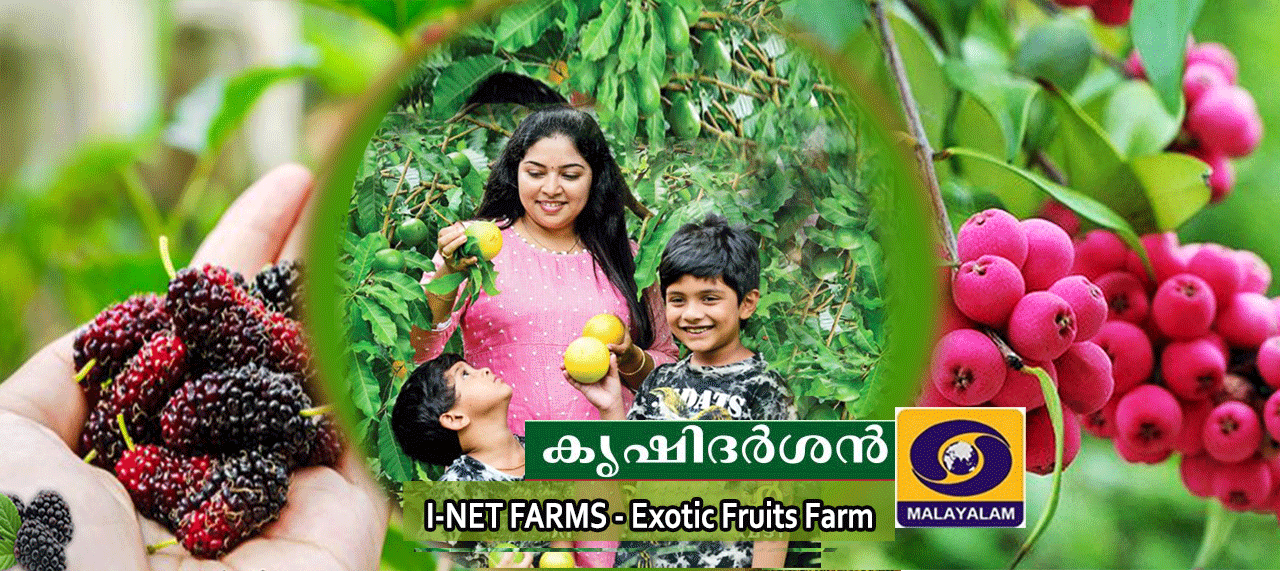 Best Organic Farm And Nursery In Kerala,India Variety of Exotic Fruits And Plants For Sale